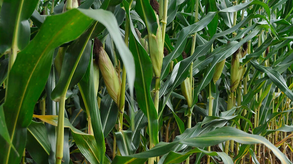 Corn Rows With Ears