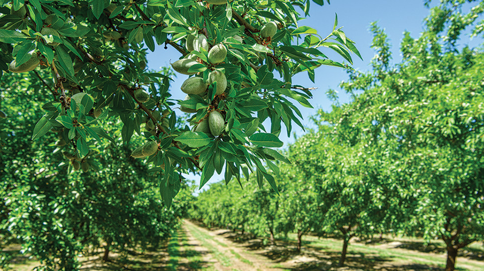 Almonds Tree California