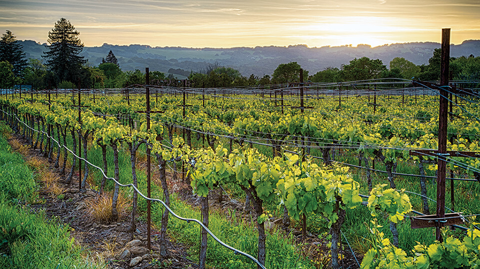 Vineyard